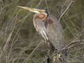 Garza imperial ( Ardea purpurea ) Purple Heron
